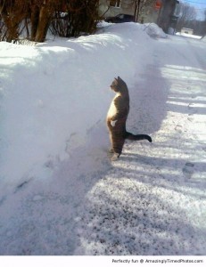 Cat-stands-by-snow-resizecrop--