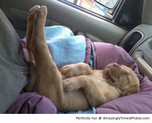 Puppeh-Yoga-resizecrop--